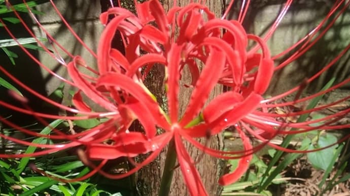 9月18日の花