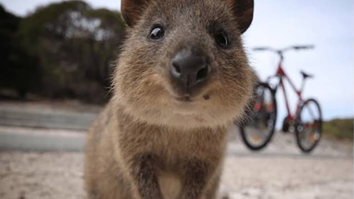 世界一幸福な動物「クオッカワラビー」
