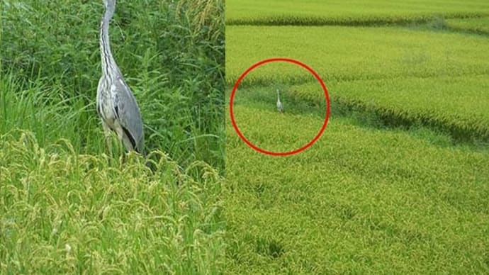 稲穂とアオサギ&ソバ畑