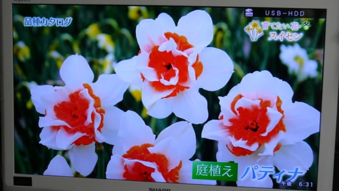 NHK趣味の園芸＜育てたい花・冬＞スイセン　2020年1月26日（日）