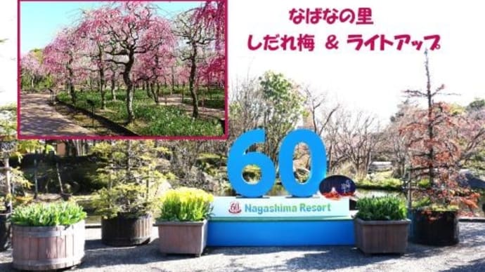 なばなの里 しだれ梅&ライトアップ! !