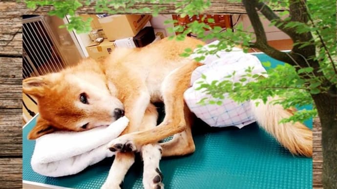 🐶Zzz おねんねトリミング~~~🎵 🐕