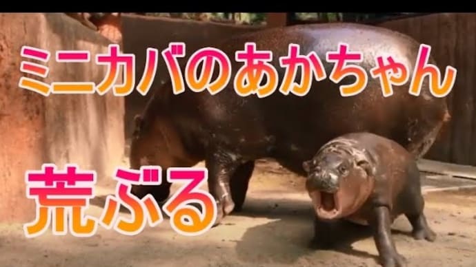 荒ぶるミニカバの赤ちゃんをご覧ください。