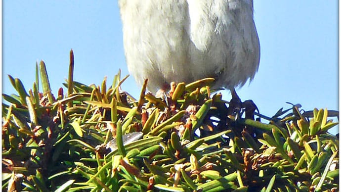 イチイ（オンコ）の樹冠で澄まし顔のモフモフ雀のスズちゃん