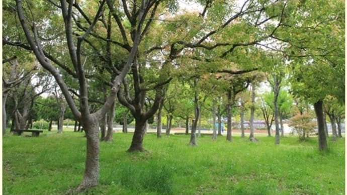近所の公園は、小さな森