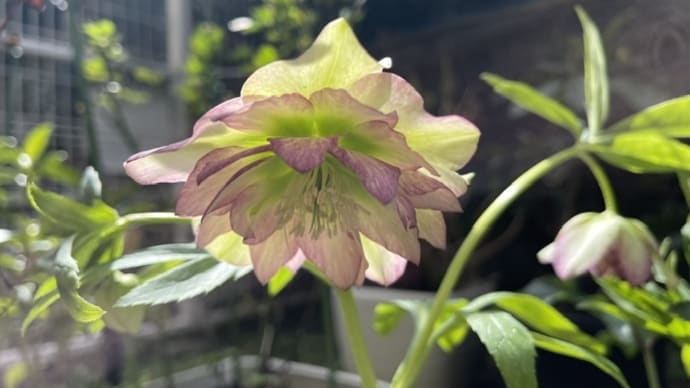 久々にリモートレッスン