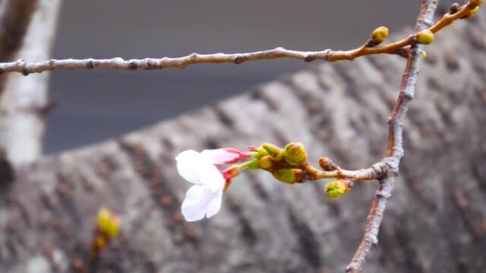 ２０２４・３・２５　谷戸橋のシドモア桜がひとつ咲いていた