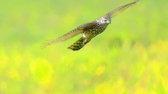 オオタカ 幼鳥  秋色の前を飛ぶ