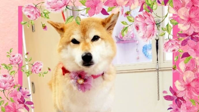      🐕　き。。。期待どおりーーー❕❕❕　