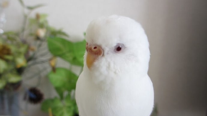 ウルトラマンルル