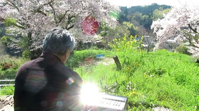 2020 4/7 昨年のコロナ禍真っただ中!大阪 富田林 『楠母神社跡』 桜に祈る♪