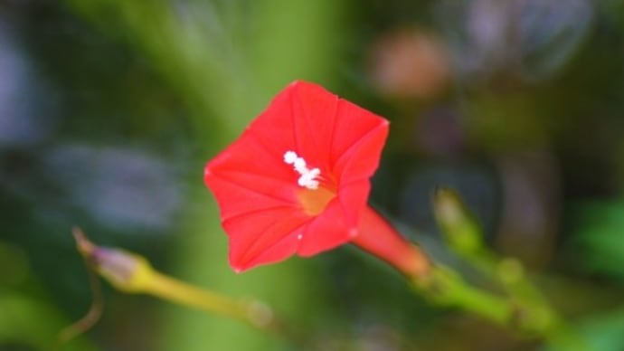 縷紅草(るこうそう)