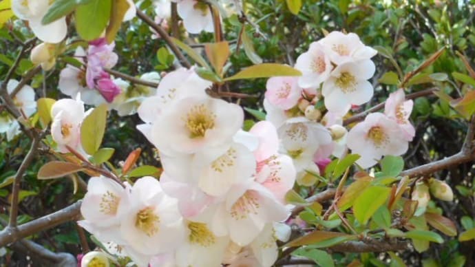 お花見の合い間に…。📷