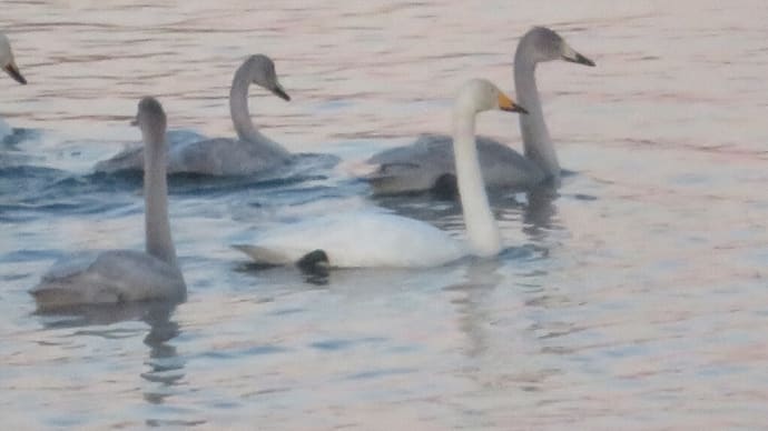 みにくいアヒルの子再び🦢十勝川温泉第一ホテル豊洲亭2024/11/13～14 