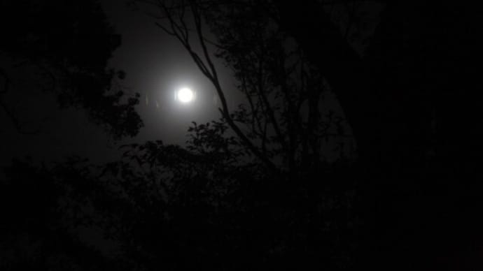 満月の森に南瓜がぶら下がっている［森へ行く道＜65＞］ 