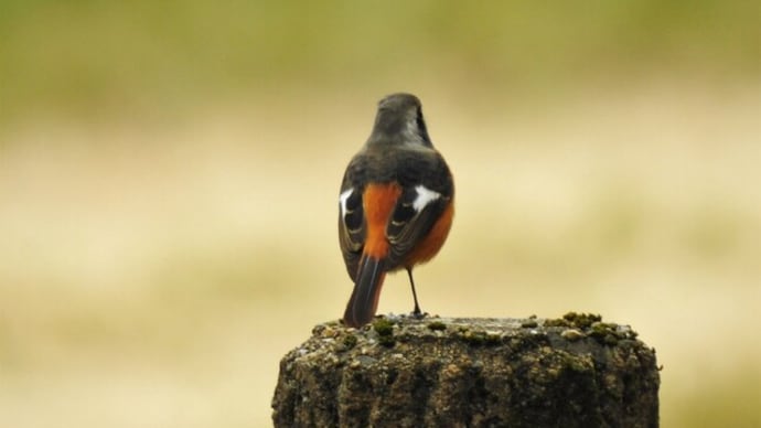 やっと、冬鳥に逢えました。