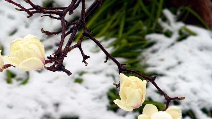白木蓮に降雪