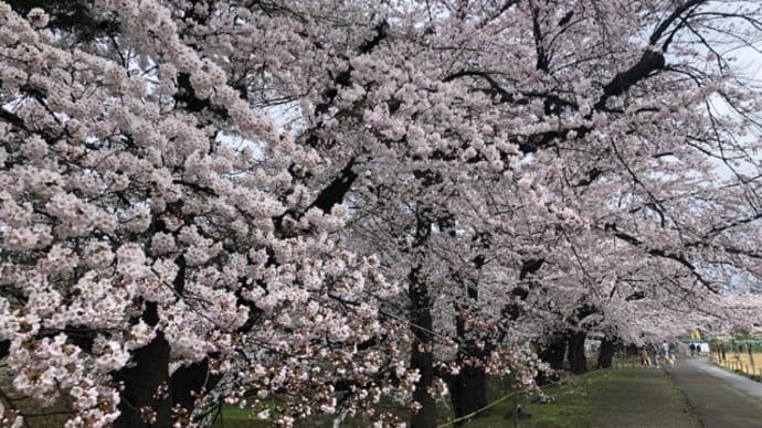 花曇り〜〜早朝散歩(^^)