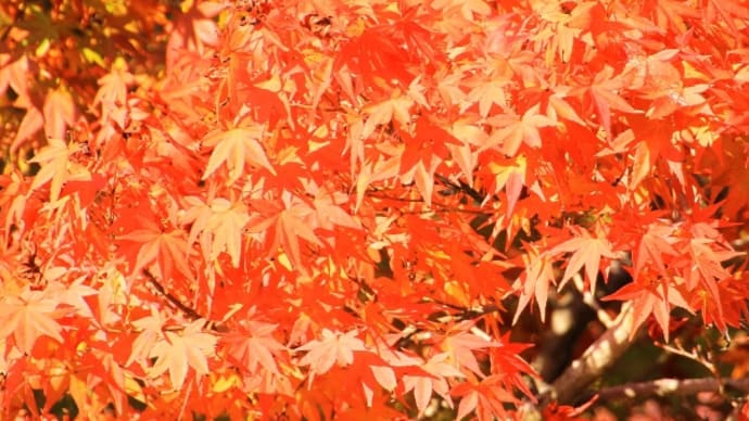 76.ちはやぶる龍田川事件 その3 紅葉の錦 神のまにまに