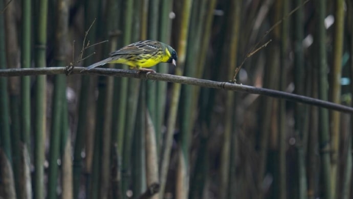 春から初夏への小鳥たち