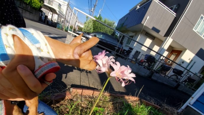 朝もお散歩からの悪戯