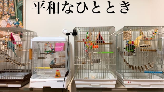 #13 インコのお眠タイム