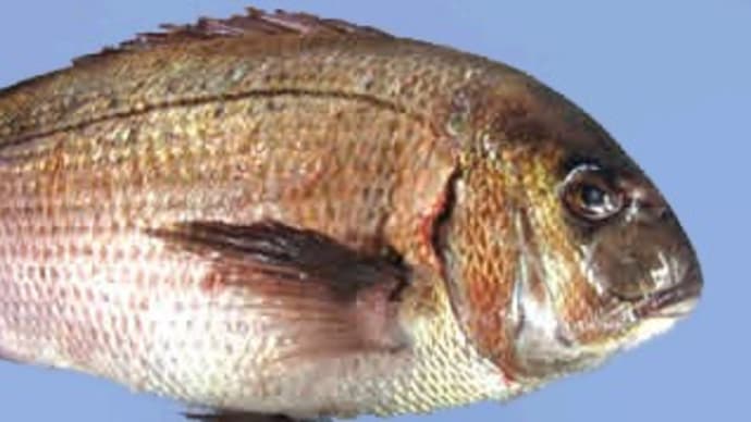 新・魚の物語～鹿児島から空飛ぶ魚