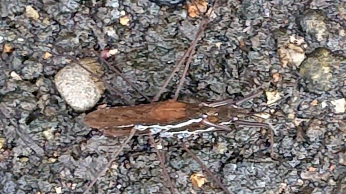 ザトウムシ? アメンボに訂正します。