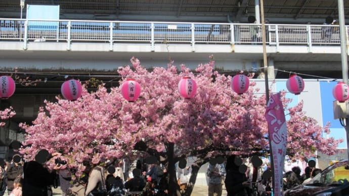 2025年3月1日 その① レポート第11回 三浦海岸の河津桜🌸🌸🌸開花状況~\(^-^)/ ① 三浦海岸駅前