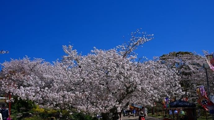 日岡山公園（加古川市）桜