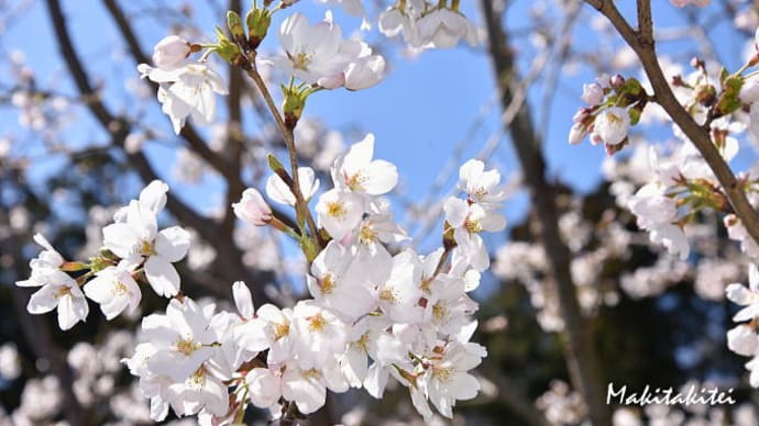 春爛漫ソメイヨシノが八分咲き
