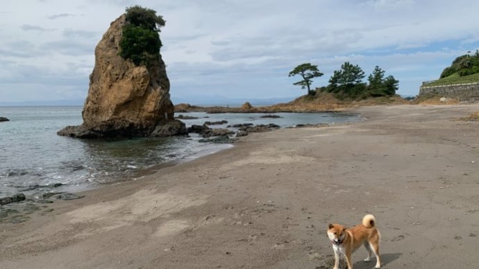 砂浜がいつもより広い！干潮の立石と柴犬