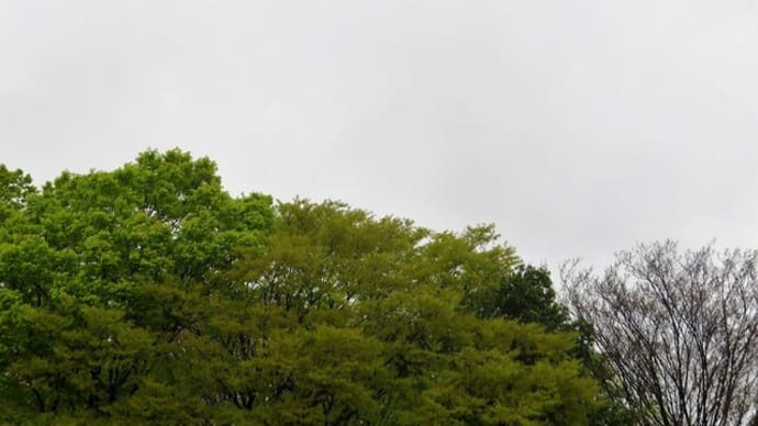 3月最後の日曜日は、1日雨でした。