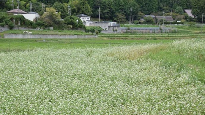 犬甘野の郷のそば畑