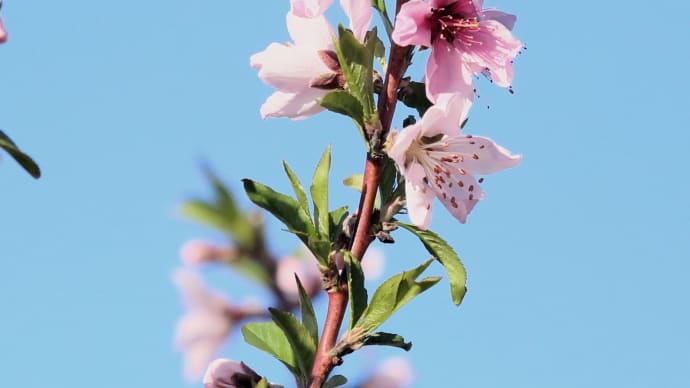 北海道の遅い春の桜11-3