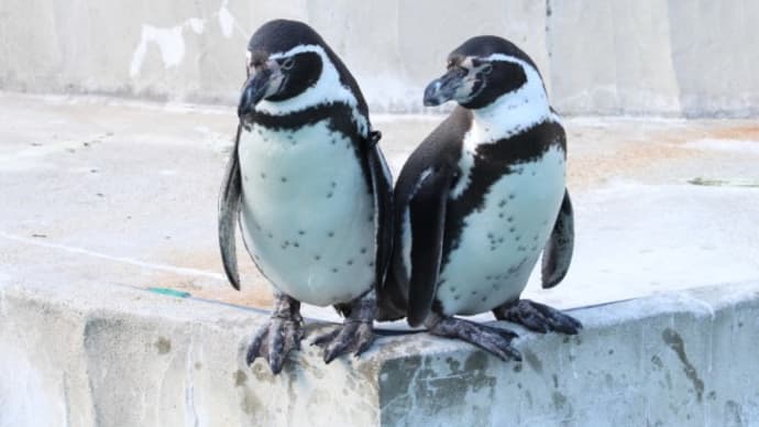 名古屋東山動植物園旧ペンギンプール 1