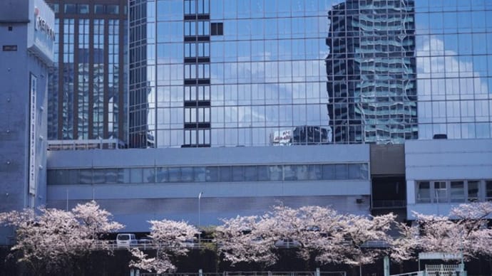 天満橋の桜
