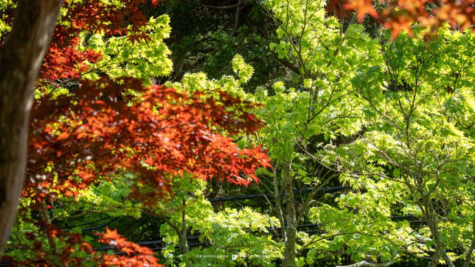 薫風の候【海蔵寺】今年も青モミジと赤色のデショウジョウの競演を