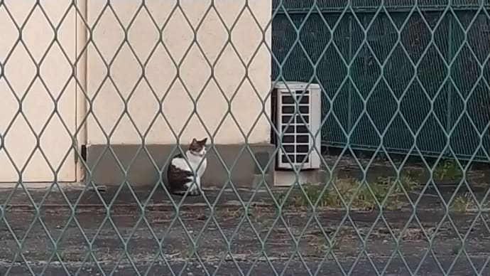 1つの事を薄ーく長ーく