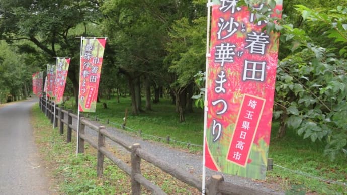 156 巾着田、9月中旬の開花情報