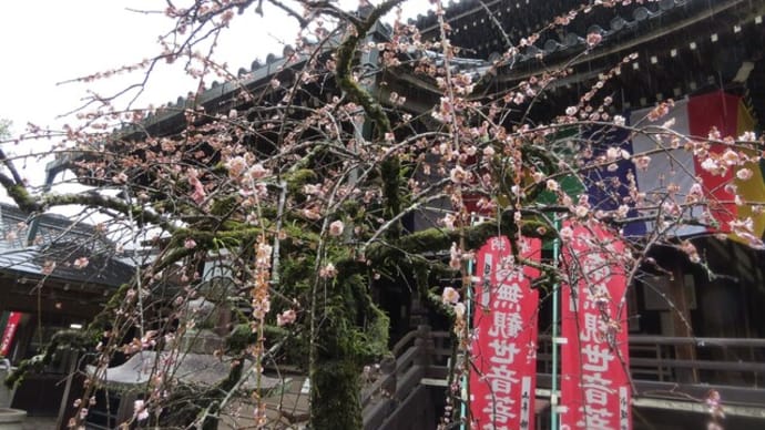 今熊野観音寺で有名人と遭遇