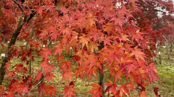 紅葉に染まる室生寺と、大願寺の薬草料理