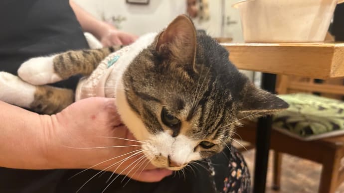 看板猫がいるお店で猫飲み はやちゃんちさん 1 (2309)