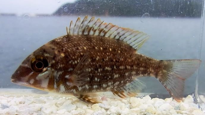 フエフキダイ幼魚(釣査197種目)はかみさんの手に! : 復興周遊割 島根紀行⑦
