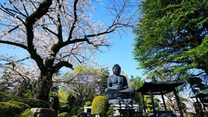 東京大仏と赤塚諏訪神社の桜(2024.4.7撮影)
