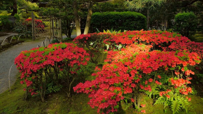 ●兼六園(4月23日 2) のとキリシマ その他のツツジも開花し初め