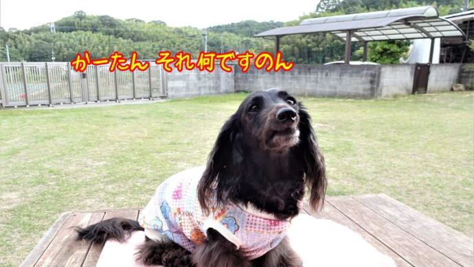 うちの子記念日 9年目に突入