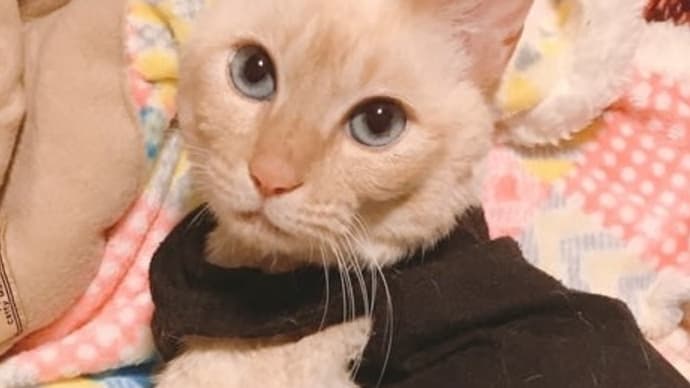 今日のまりたん《保護宅11日目》