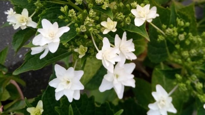 紫陽花を楽しむ季節になりましたね！パンパスグラスの株を植え替えました!