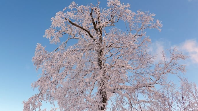 樹雪山歩②函館七飯スノーパーク2023年1月29日